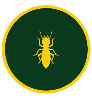 Termite Control