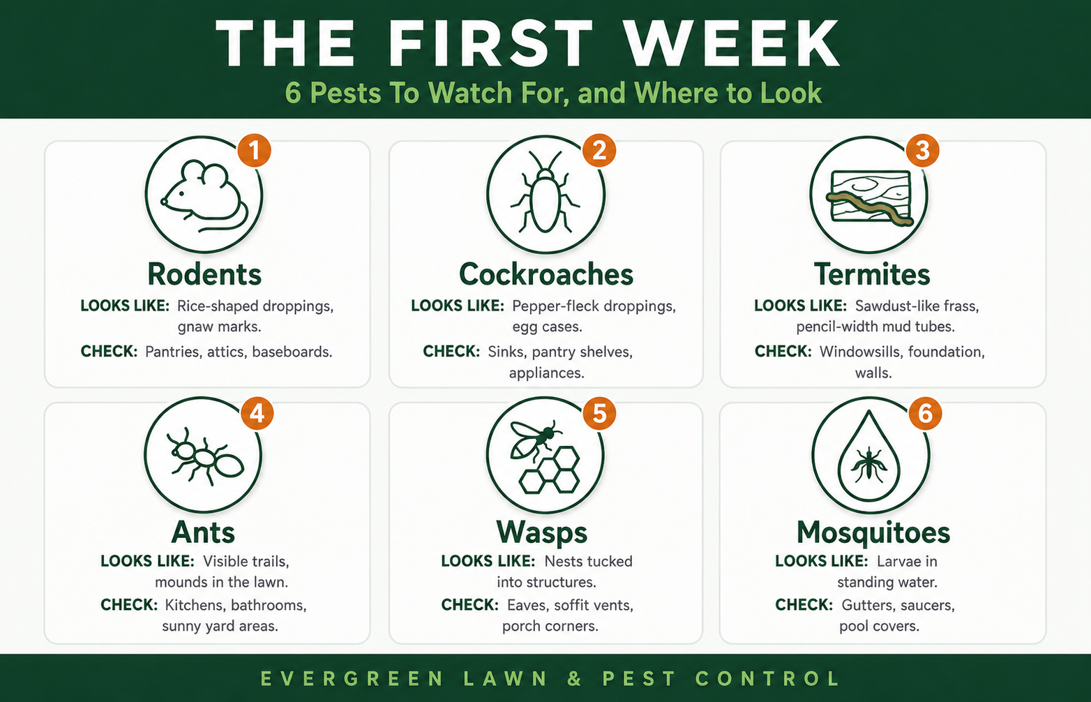 Orlando termite and pest control checklist for spotting rodents, roaches, ants, and wasps in your first week back
