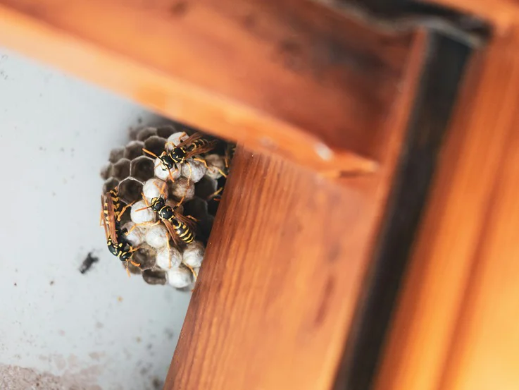 Wasp nest in a porch beam at a Fort Lauderdale home