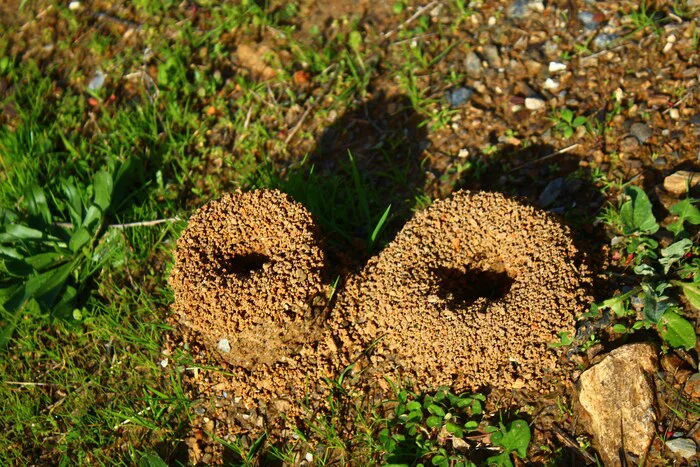 Fire ant mounds in a Melbourne, FL lawn