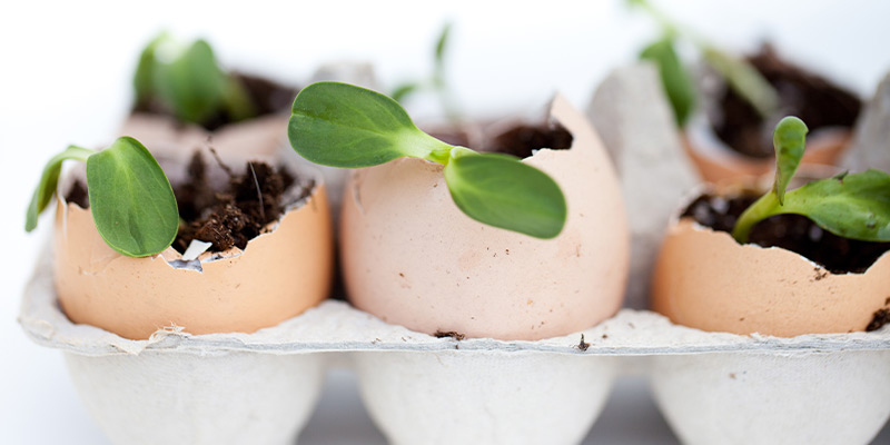 How to Use Eggshells in Your Garden