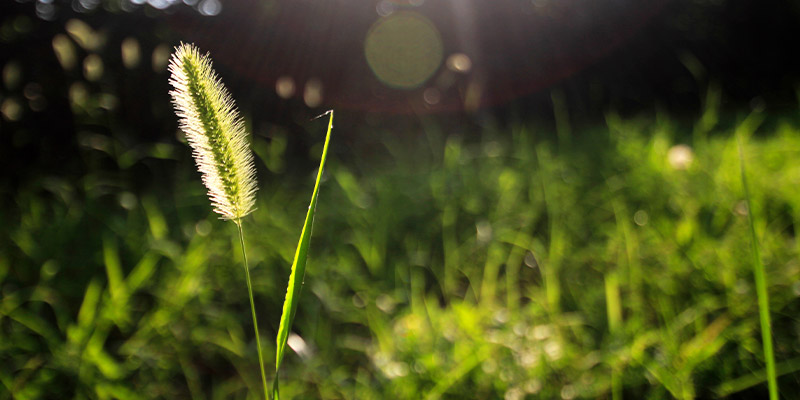 Summer Lawn Weeds in Florida: Common Questions & Answers