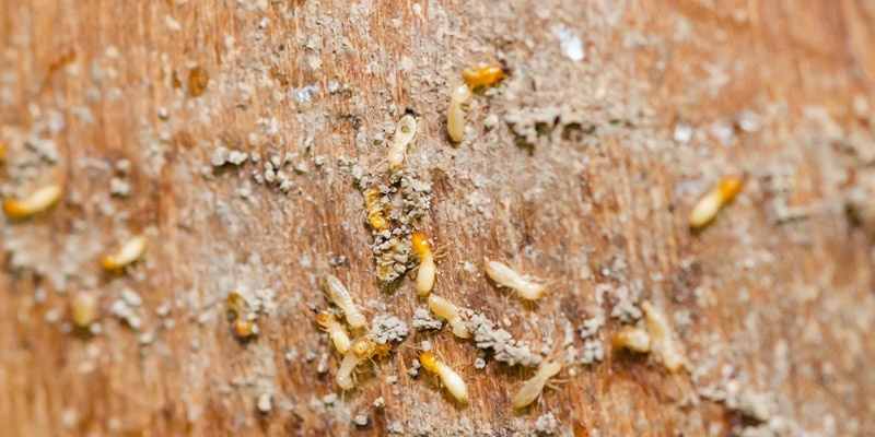 Termite Season Is Here: All You Need to Know to Protect Your Home in Orlando