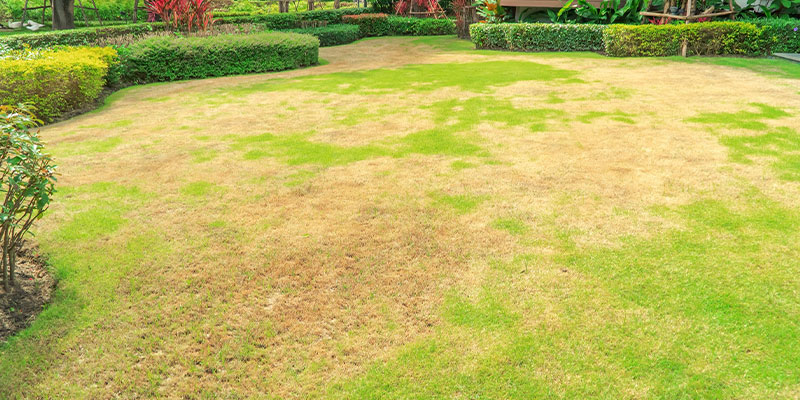 Tips on How to Repair Bald Spots in Your Lawn