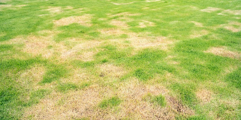 Why Does My Lawn Have Dead Patches?