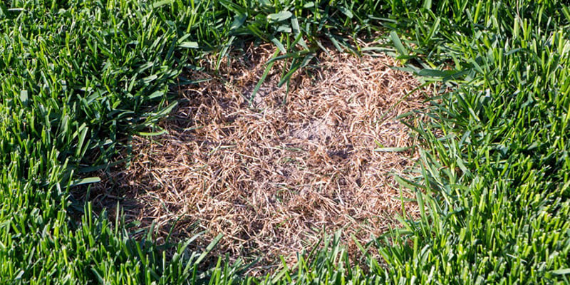 Will Lawn Fungus Go Away on Its Own?