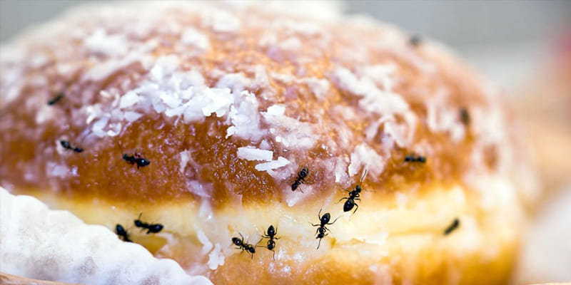 4 Tips for Keeping Ants Out of the Kitchen