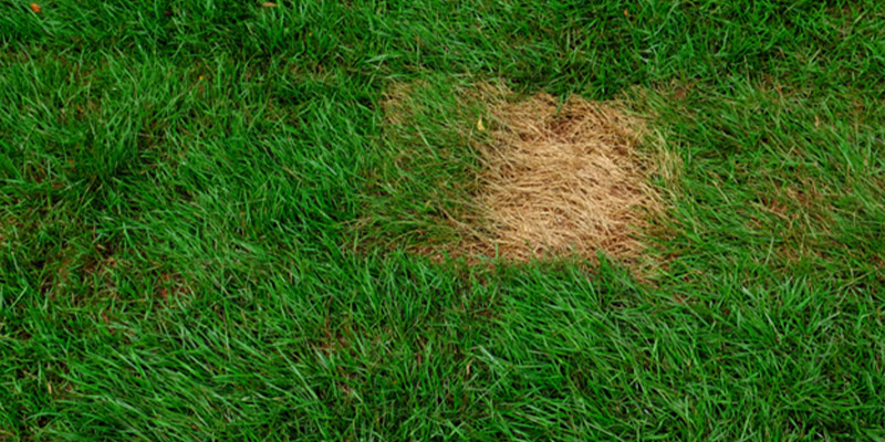 6 Most Common Lawn Diseases We See in Central Florida
