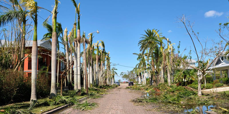Are Your Trees Ready for the Next Florida Hurricane?