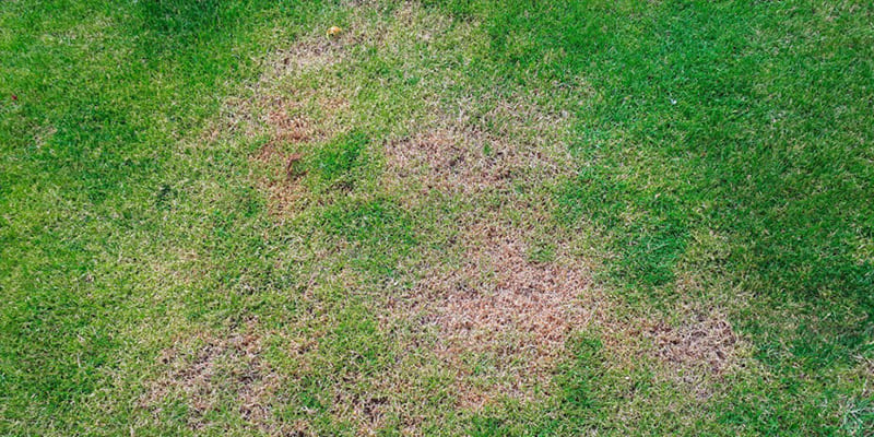 Get Rid Of Brown Patch Fungus L Evergreen Lawn And Pest Control