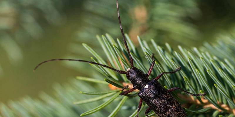 How Can I Prep My Christmas Tree to Protect It from Bugs?