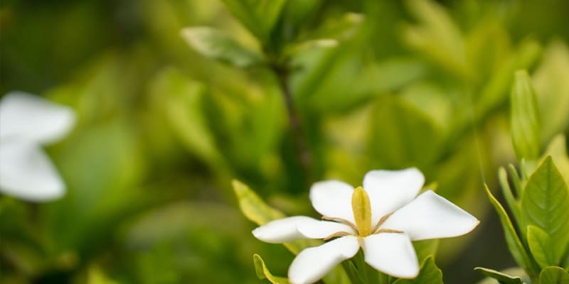 Most Fragrant Flowers to Grow in Your Florida Yard