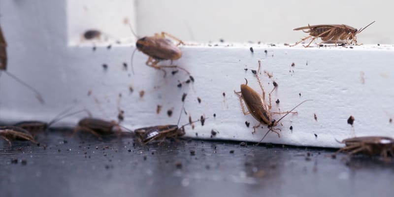 Pests Every Central Florida Homeowner Should Recognize