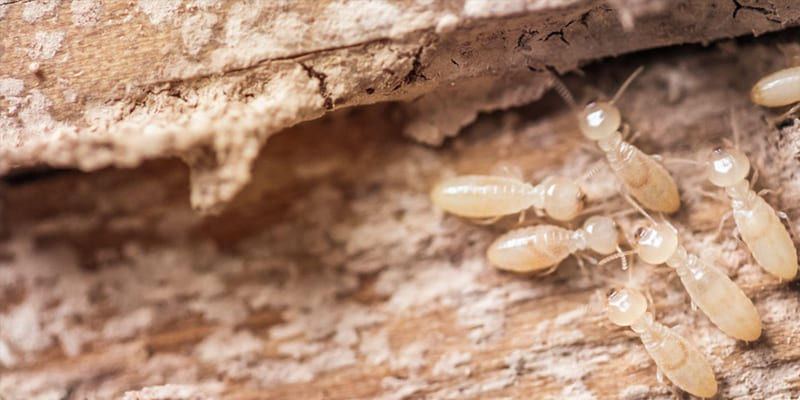 What Should I Do If I Think I Have Termites?