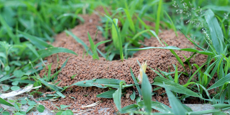 4 Tips for Protecting Your Children from Fire Ants