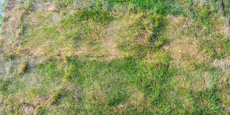 5 Signs It’s Time for a New Lawn Service Provider