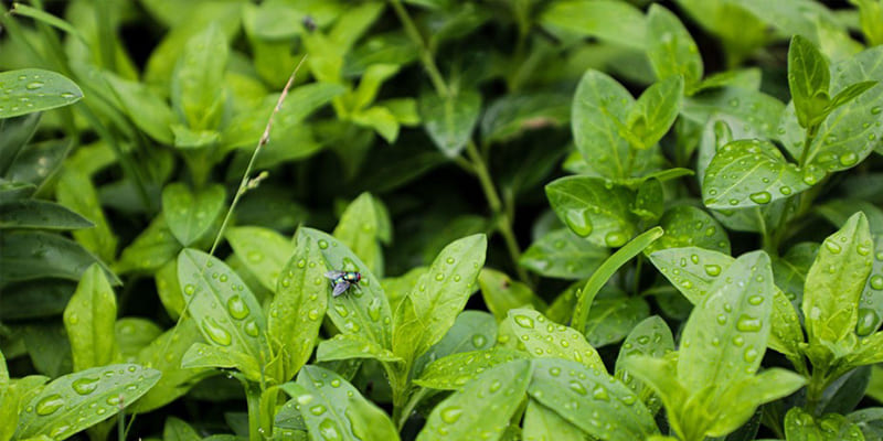 Does Rain Increase Bugs? How Weather Affects Indoor Pests