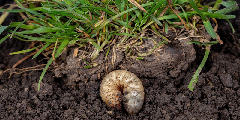What Are Grubs and How Can I Keep Them Away from My Lawn?