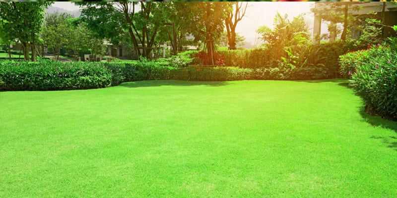Which Lawn Should I Choose for My Yard? (Zoysia, Bahia, St. Augustine)