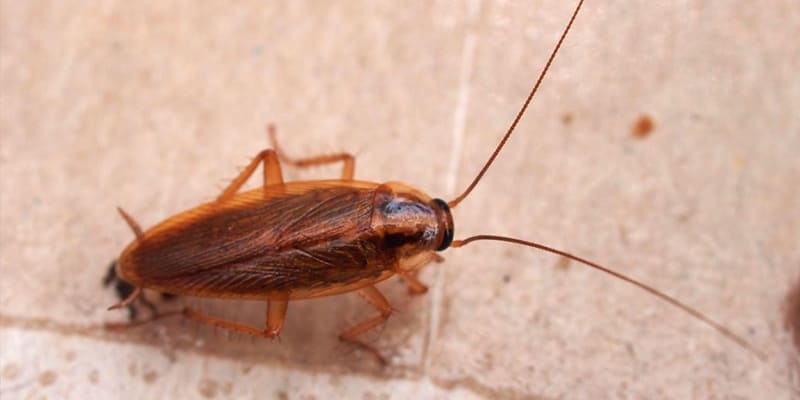 How Can I Get Rid of Asian Roaches?