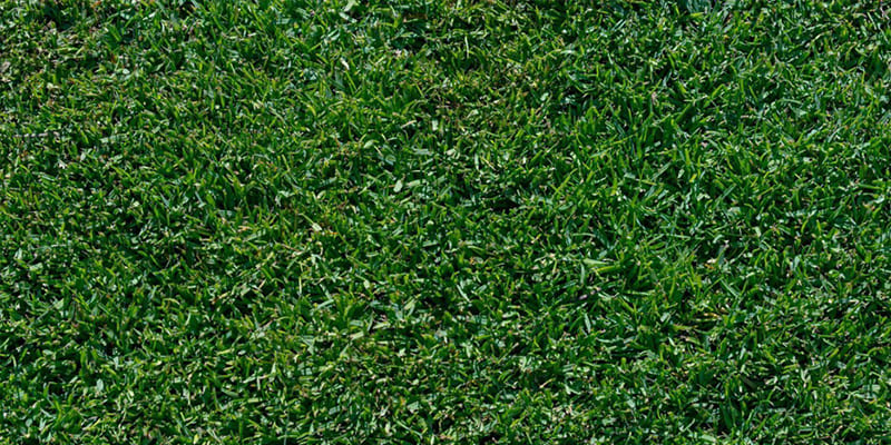 What Is the Best Type of Grass for Central Florida?