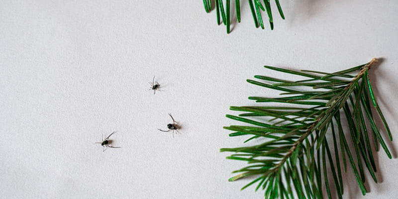 What Should I Do if There Are Spiders in My Christmas Tree?