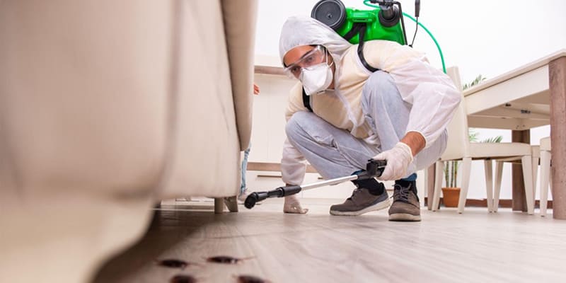 4 Mistakes to Avoid When Choosing a Pest Control Service