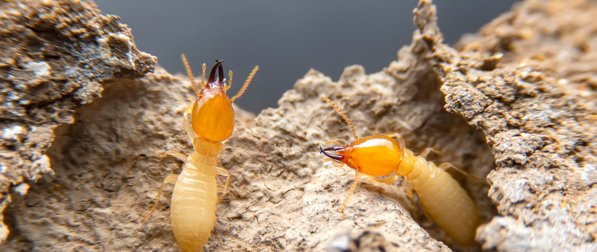 Termite Control 1