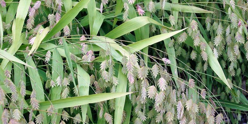 Best Native Grasses For Your Central Florida Home