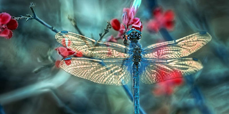 Can Dragonflies Help With Pest Control?