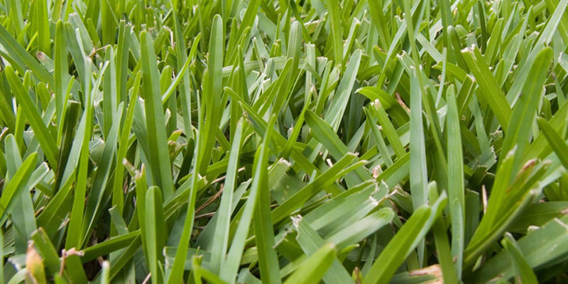 Does St. Augustine Grass Reseed Itself?