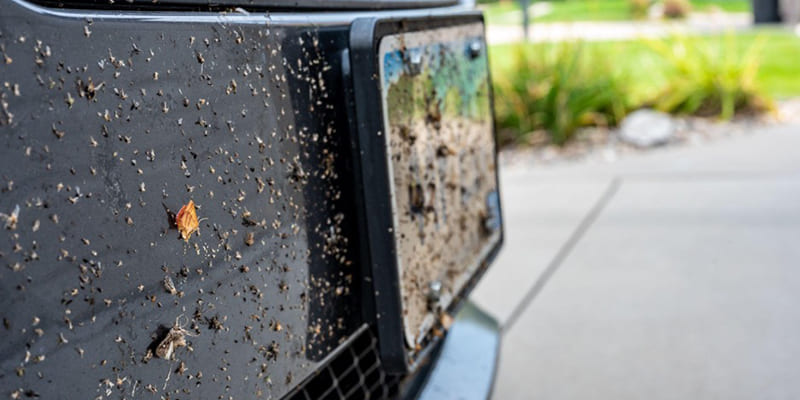 How Can I Prepare for Mosquito Season Before May?