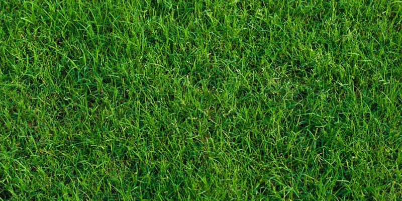Our Guide for Deciding What Kind of Grass You Want for Your Lawn