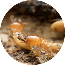 VIP Service Termite Control