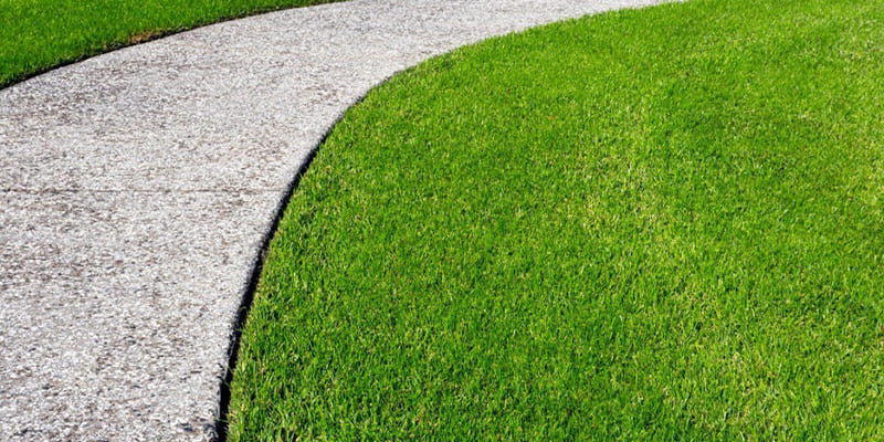 Best Types of Grass for Your Orlando Home