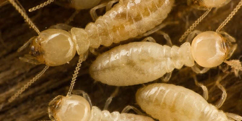 What Time of Year Are Termites Most Active in Florida?