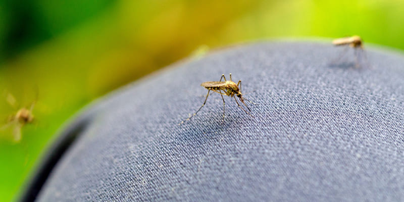 Can Mosquitoes Bite Through Clothes? 4 Tips to Keep Them Away This Summer