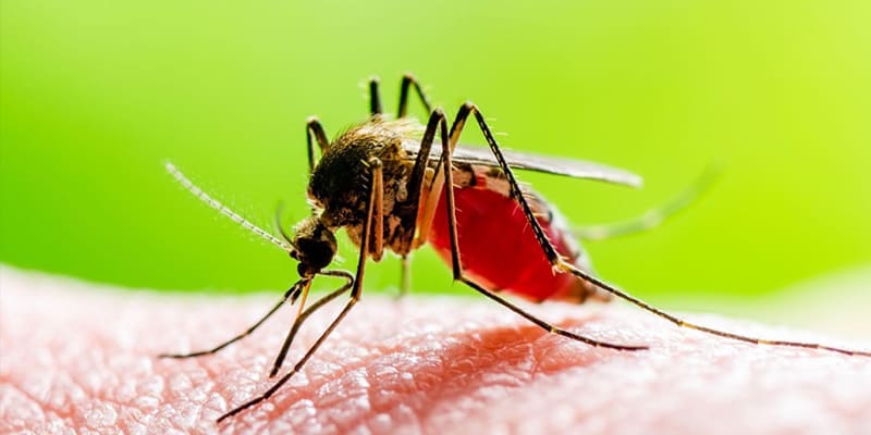 Our Guide to Mosquito-Borne Illnesses in Central Florida