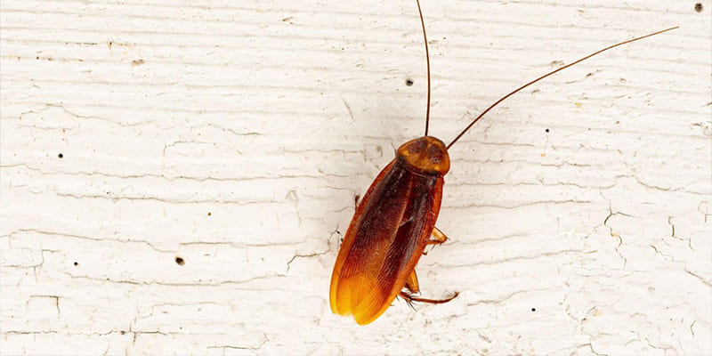 Palmetto Bug FAQ – Everything You Need to Know