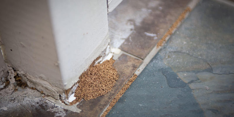 Termite Swarming Season – What You Need to Know