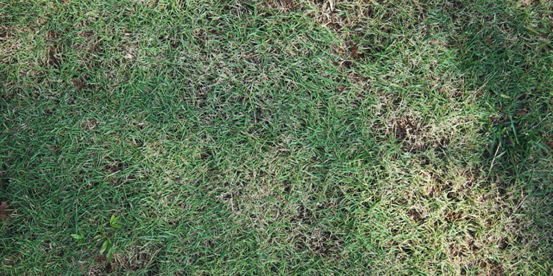 What Is the Best Shade-Tolerant Grass in Florida?