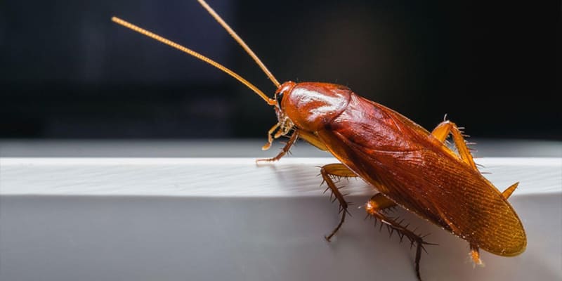 Why Do I Have Roaches If My House Is Clean?