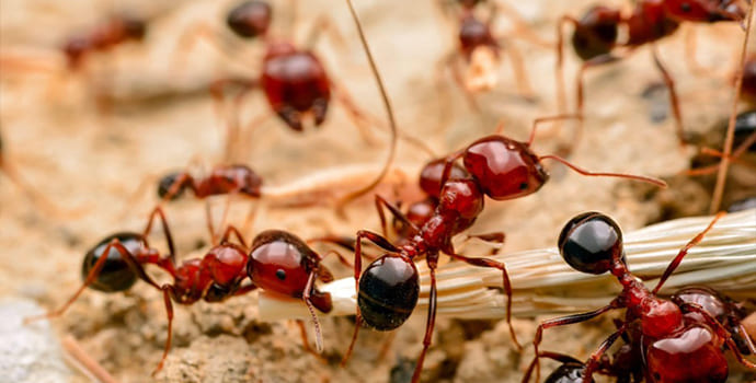 How Can I Get Rid of Fire Ants in My Lawn for Good?