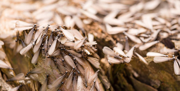 Our Guide to the Different Types of Termite Swarms Found in Florida